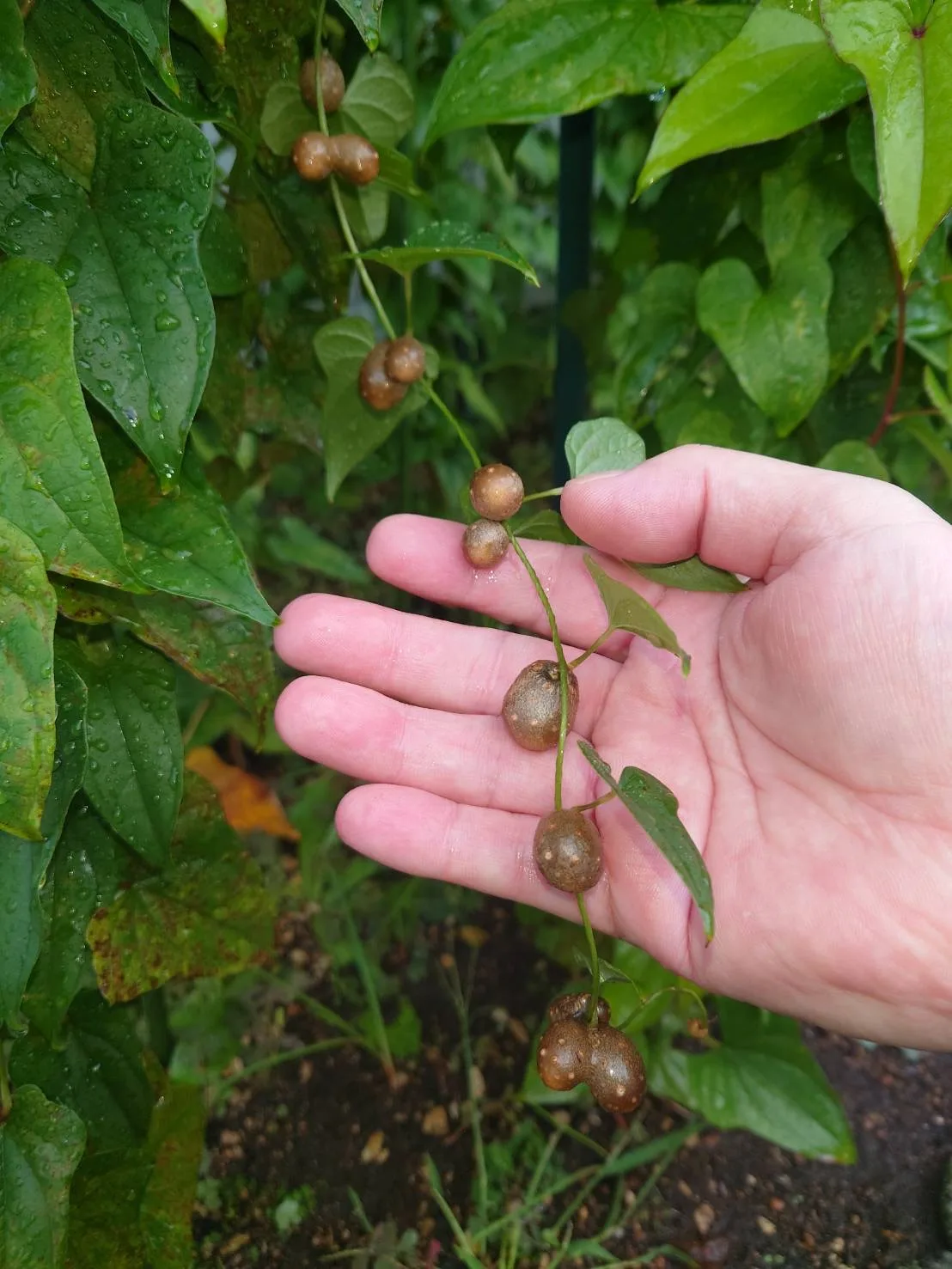 恵み野病院×北海道文教大学 チャリティーイベントのお知らせ